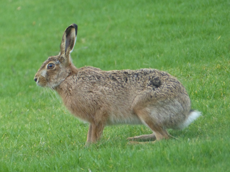 Mad March Hare